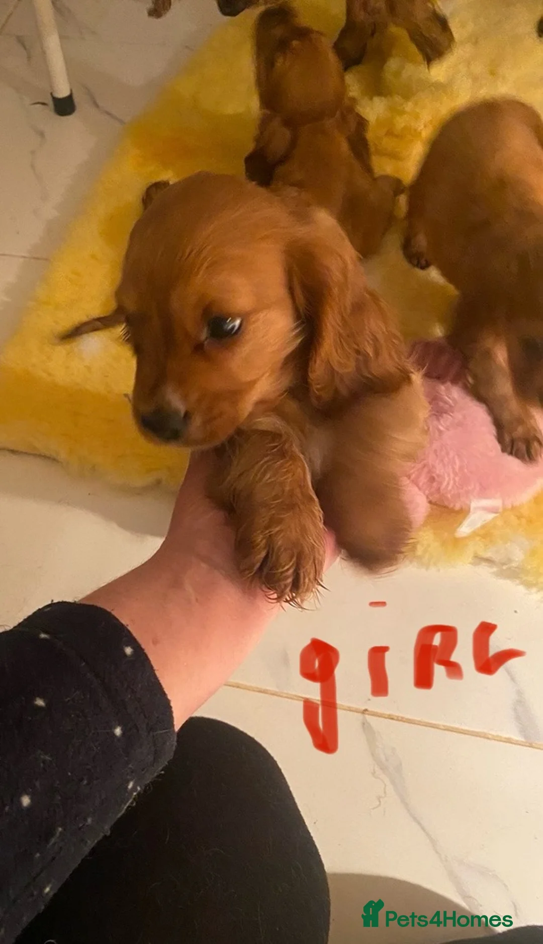 Cockalier dogs for sale: F1 fox red puppies boys and girls  - Advert 2