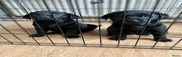 Mixed Breed dogs for sale: Beautiful Rottador Puppies - Advert 7