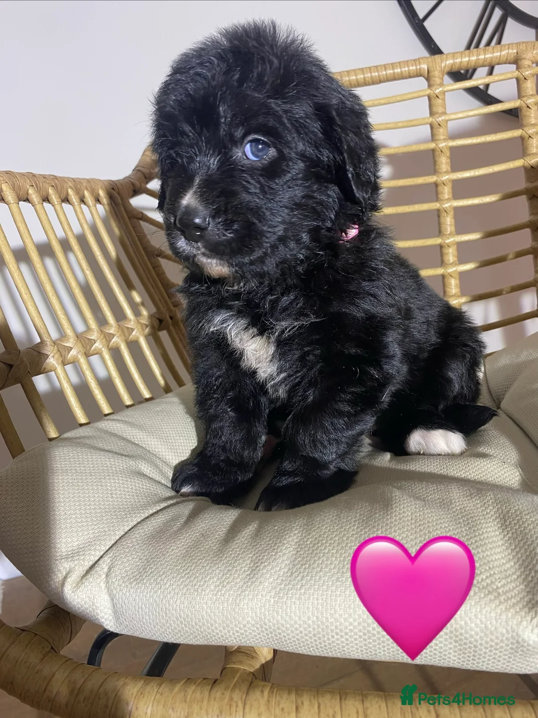 Mixed Breed dogs for sale: Golden Bernese Puppies 🖤🤍🤎 - Advert 20