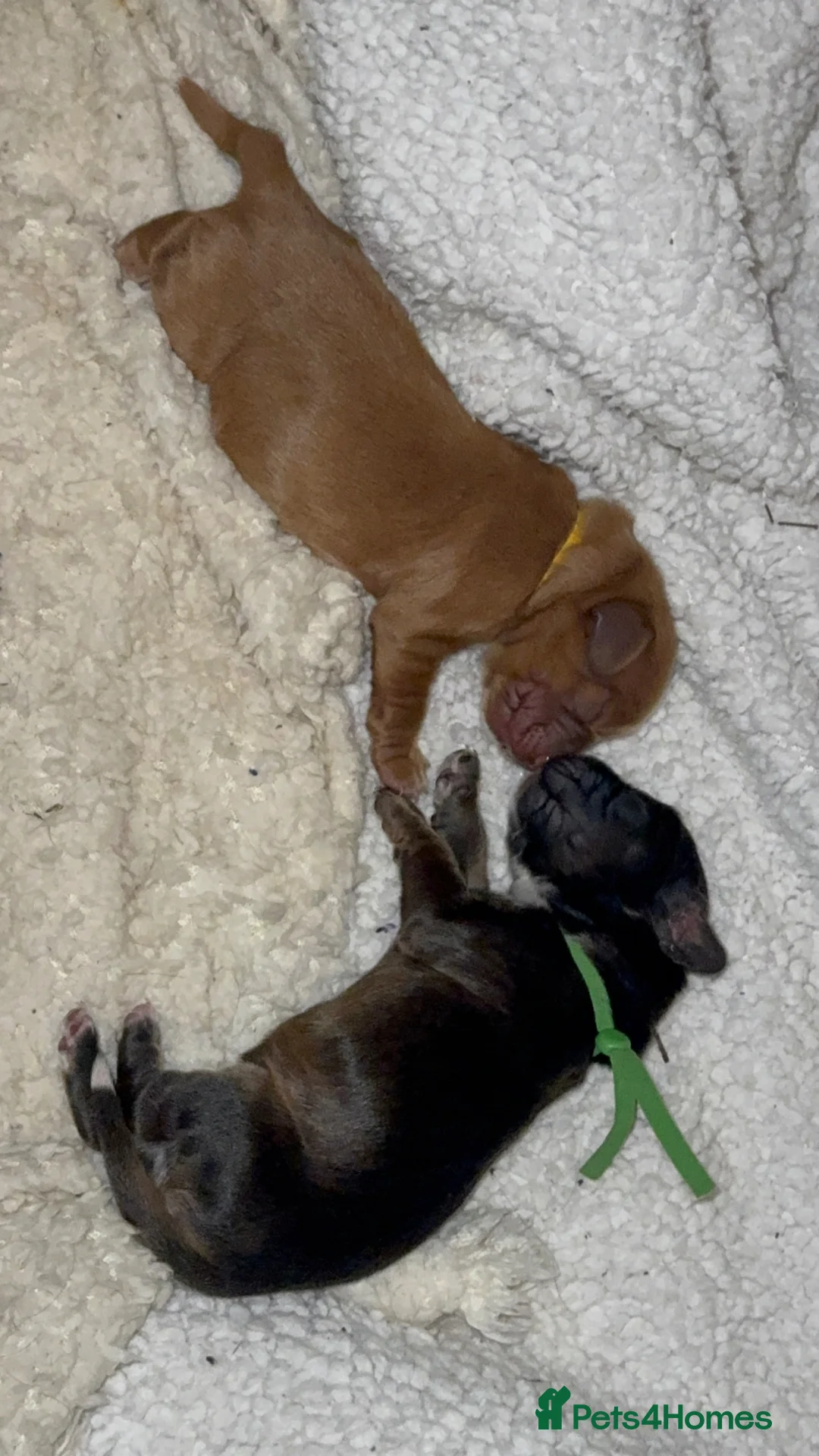 Cocker Spaniel dogs for sale: Cocker Spaniel (show type) puppies ready 6th June - Advert 2