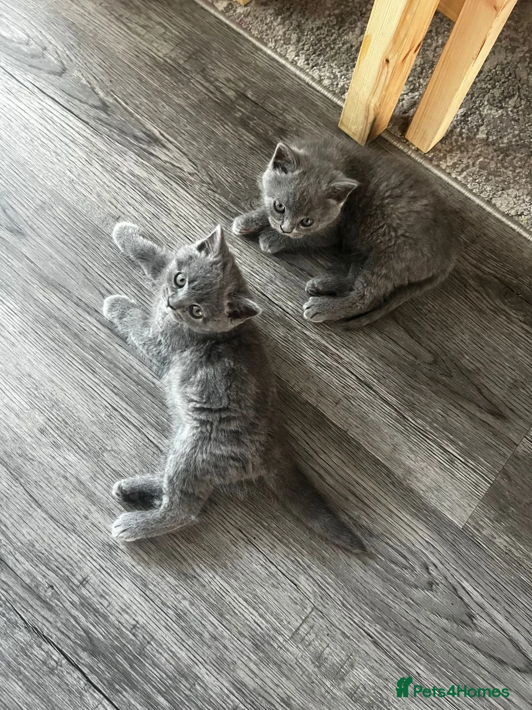 British Shorthair cats for sale: British blue shorthairs purebred  in Hounslow - Advert 2