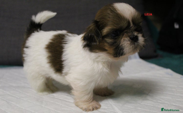 Shih Tzu dogs - Advert 1