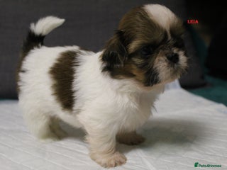 Shih Tzu dogs - Advert 9