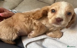 Cocker Spaniel dogs for sale: Cocker spaniel pups 🐾 - Image 20