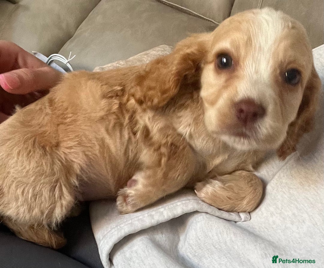 Cocker Spaniel dogs for sale: Cocker spaniel pups 🐾 - Image 20