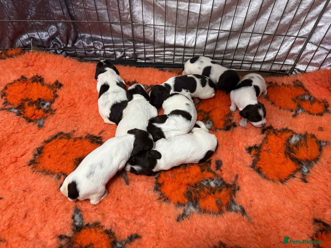 English Springer Spaniel dogs for sale: Springer spaniels for sale  - Image 5