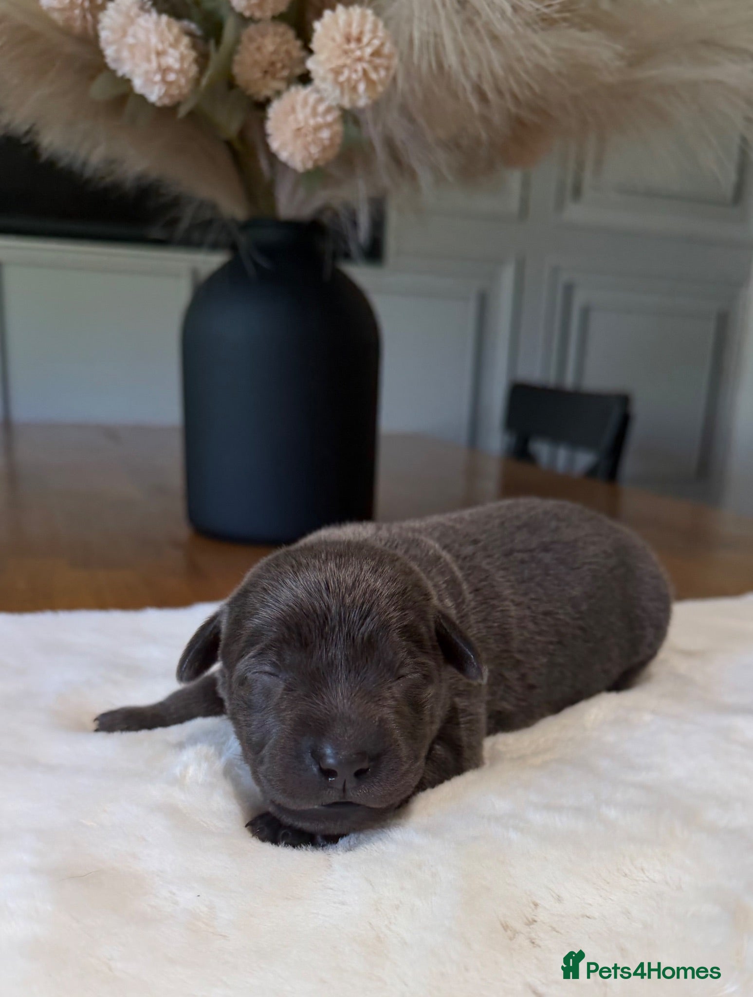 Labrador Retriever dogs Stunning Silver/Charcoal Labrador pups - Advert 2