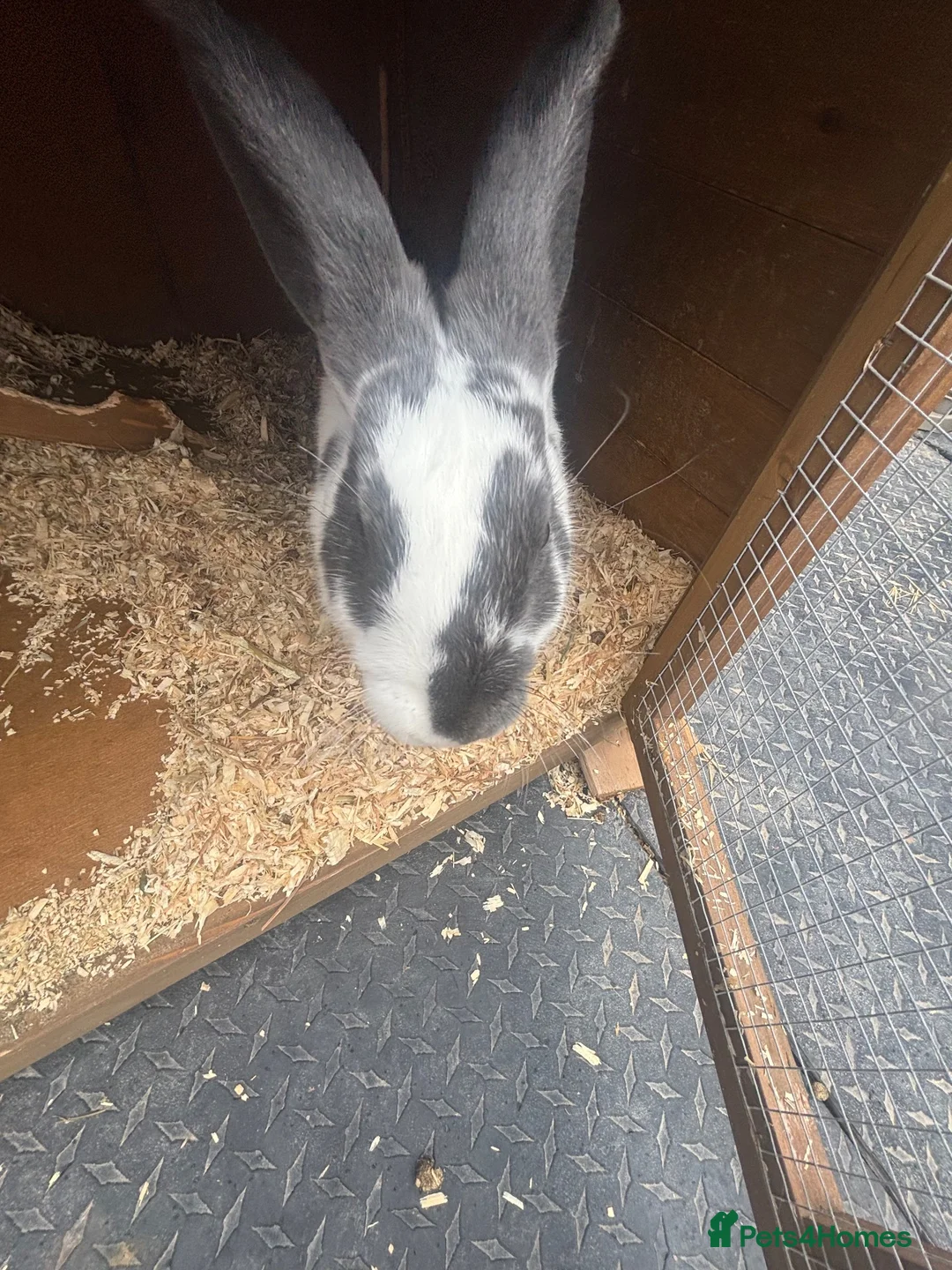 Rex rabbits for sale: Rex rabbit  in Preston - Advert 2