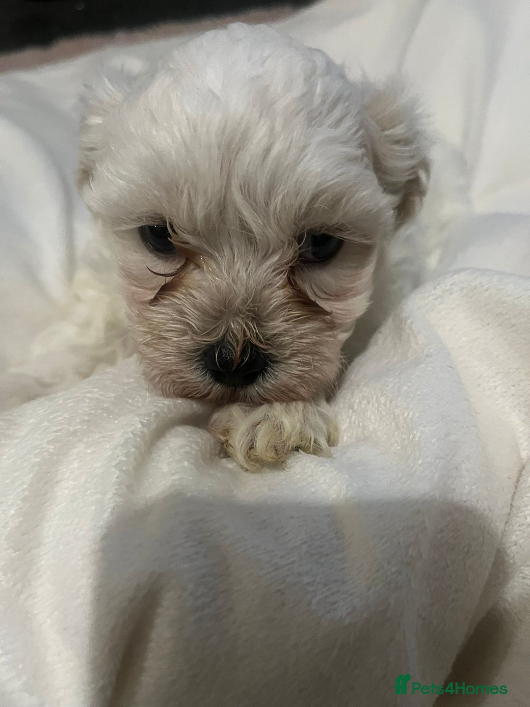 Maltipoo dogs for sale: Maltipoo puppies 💕 - Advert 4