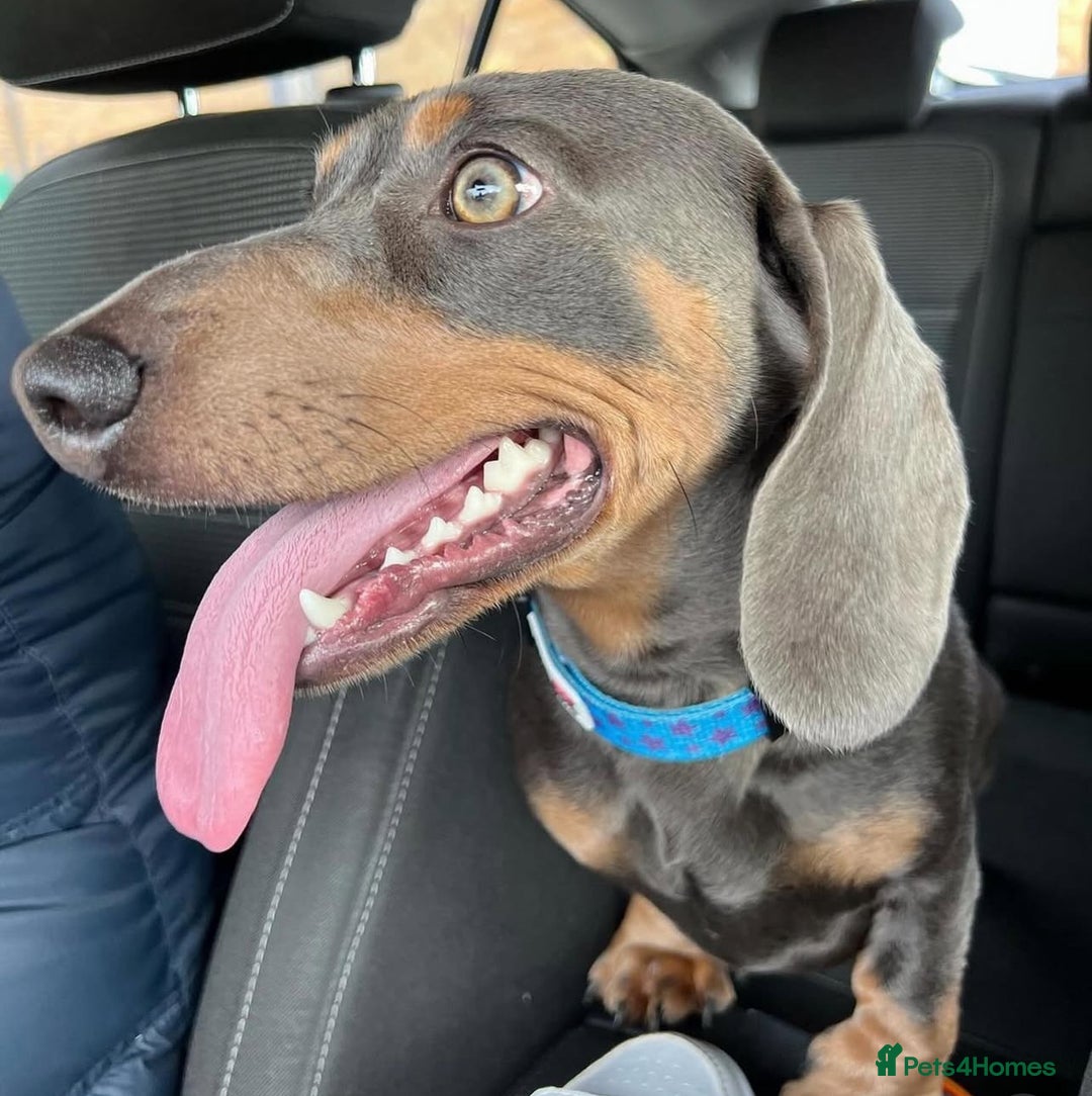 Miniature Dachshund dogs for stud: Short Haired Miniature Blue and Tan for Stud - Advert 5