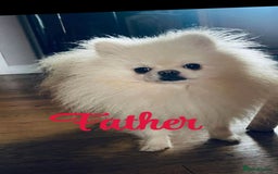 Pomeranian dogs for sale: Teddy bear optic white Pomeranians puppies - Advert 26
