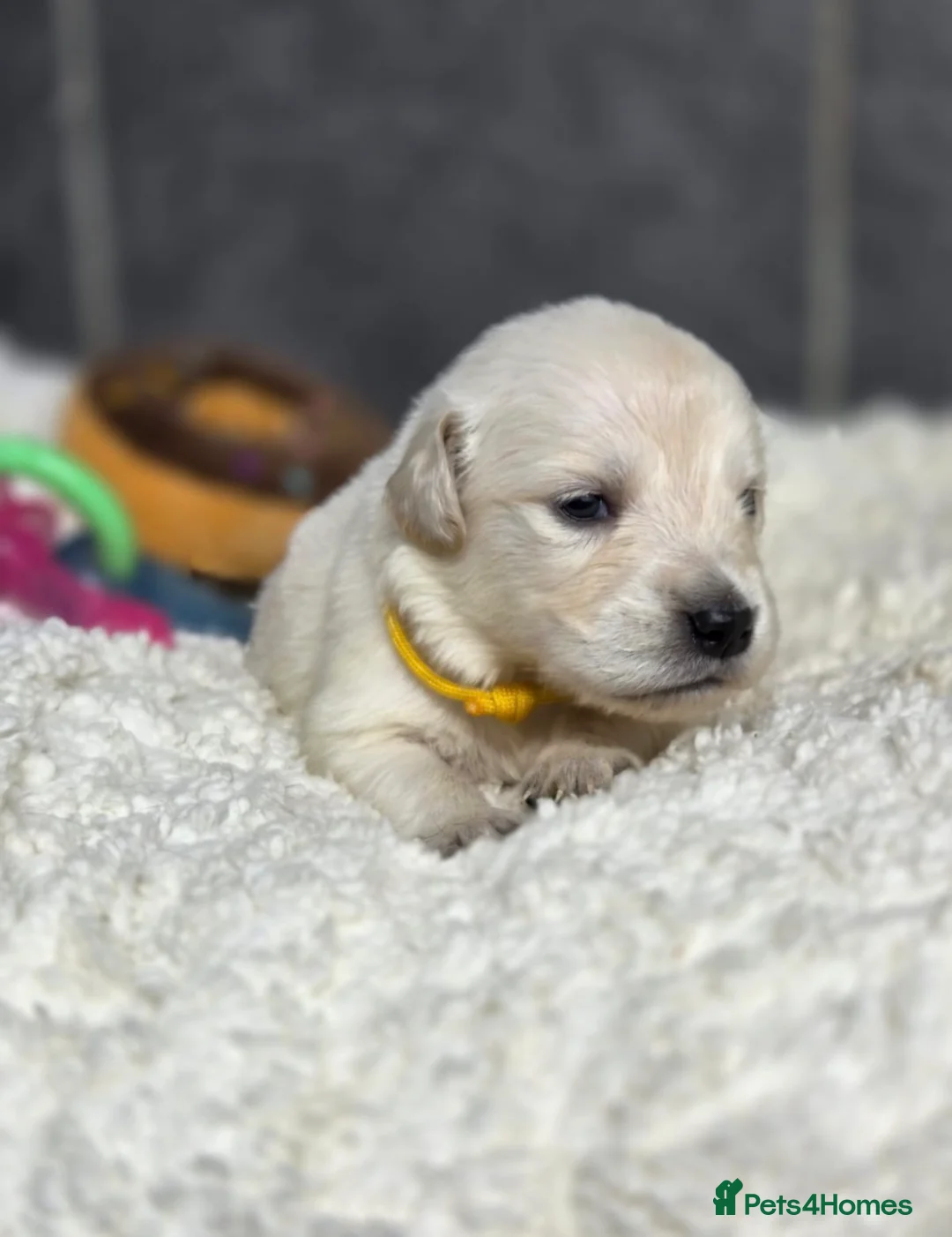 Golden Retriever dogs for sale: Beautiful kc golden retriever pups - Advert 28