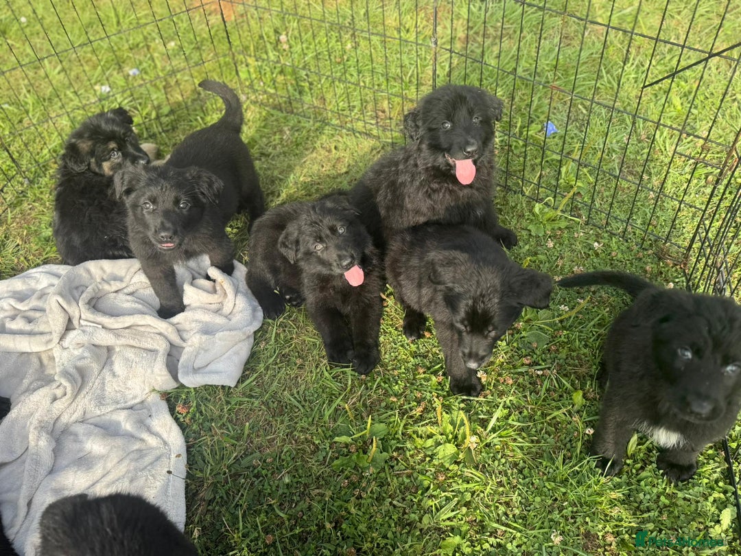 German Shepherd dogs for sale: German shepherd puppies  - Image 1