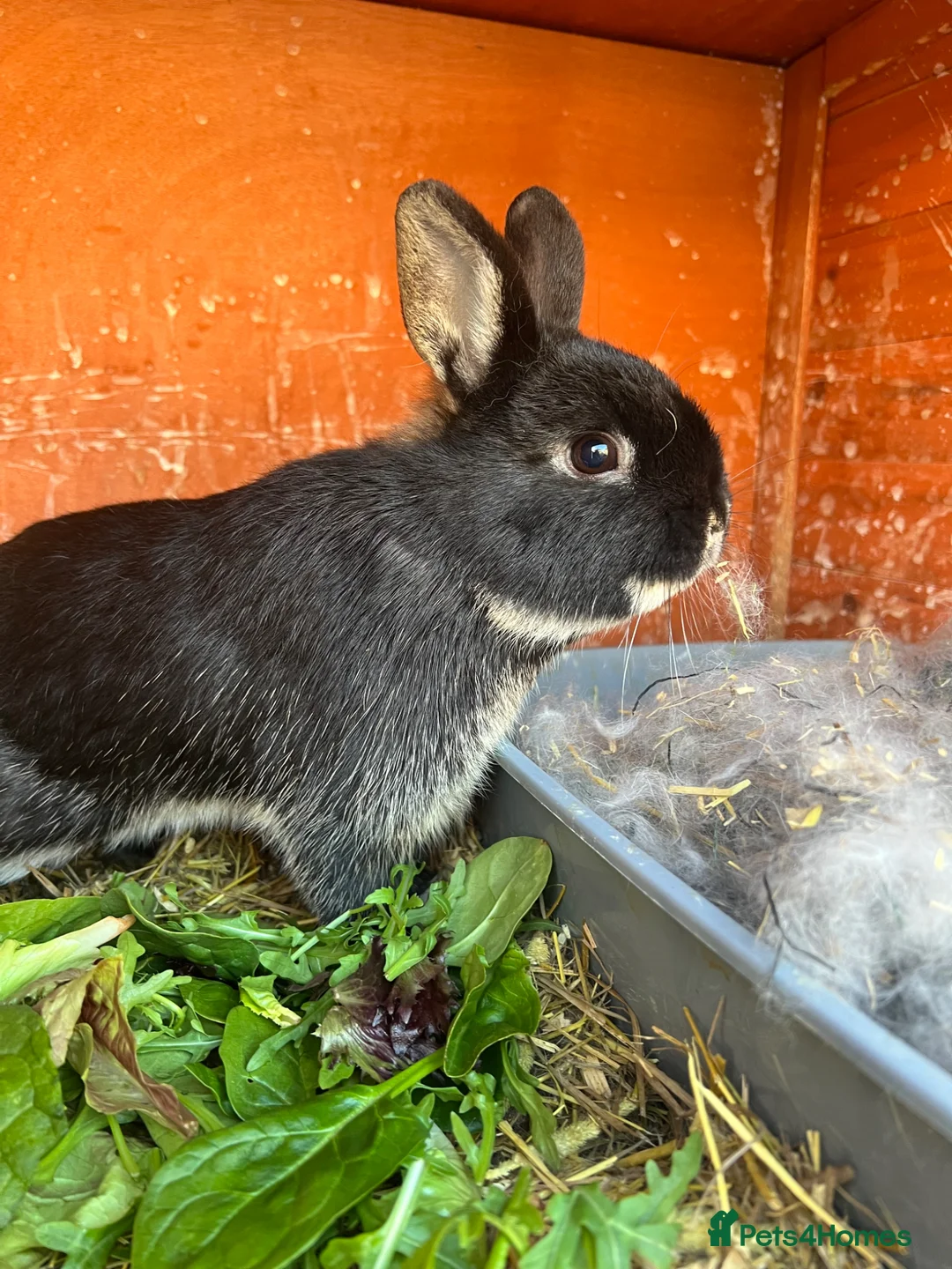 Netherland Dwarf rabbits for sale: Bertie needs a friend  - Advert 7