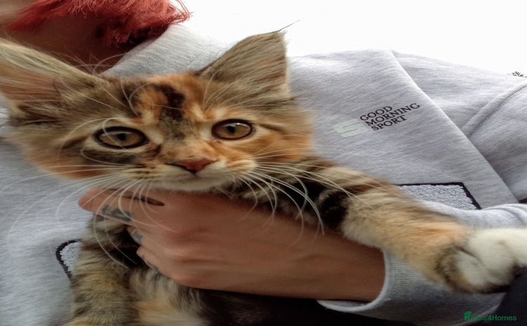 Mixed Breed cats - Advert 3