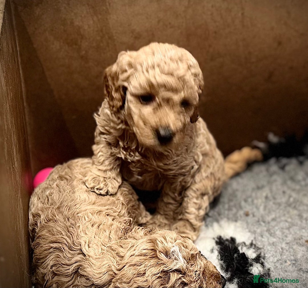 Miniature Poodle dogs for sale: Stunning Miniture Poodles - Image 30