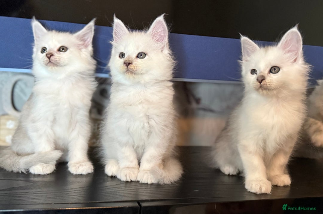 Maine Coon cats for sale: Outstanding Blue Silver Shaded Maine Coon Kittens - Image 10
