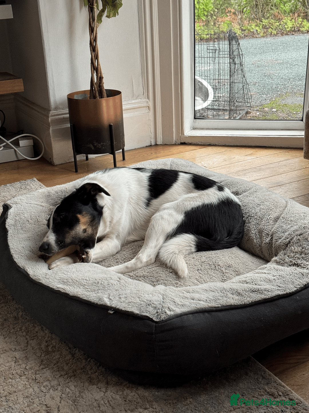 Border Collie dogs for sale: Female Border Collie 10 months old - Advert 6