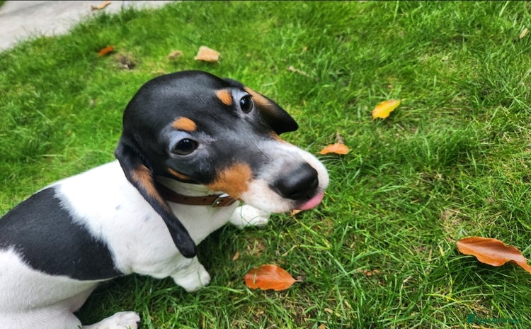 Dachshund dogs - Advert 1