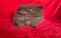 Pomeranian dogs for sale: 3 CHOCOLATE BROWN BEAR POMERANIAN PUPPY’S - Image 18