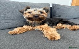 Yorkshire Terrier dogs for stud: Male Rocky yorkshire terrier for stud - Image 1