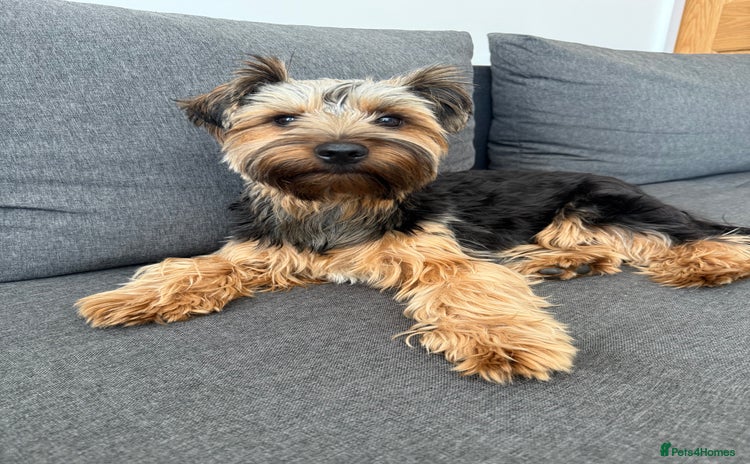 Yorkshire Terrier dogs - Advert 12