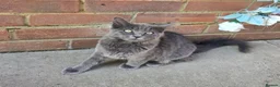 Mixed Breed cats for sale: Two Friendly 6mo Kittens (Neutered & Chipped) in Guildford - Advert 6