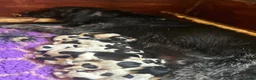 German Wirehaired Pointer dogs for sale: GWP Puppies For Sale - Advert 9
