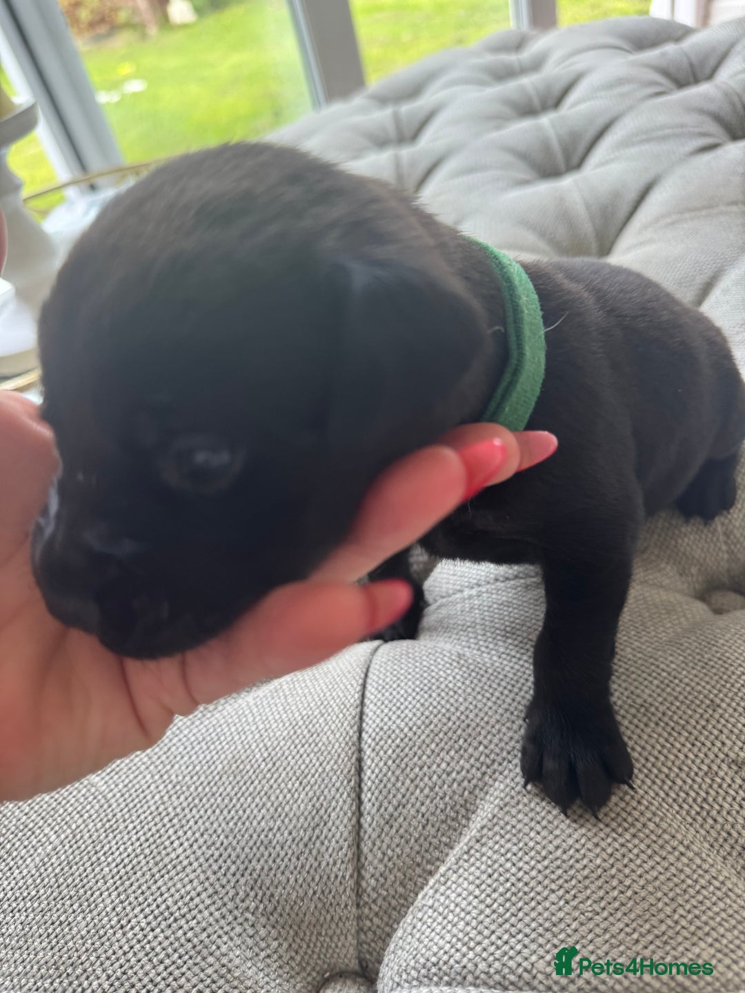 Labrador Retriever dogs for sale: Stunning homebred labs - Image 14