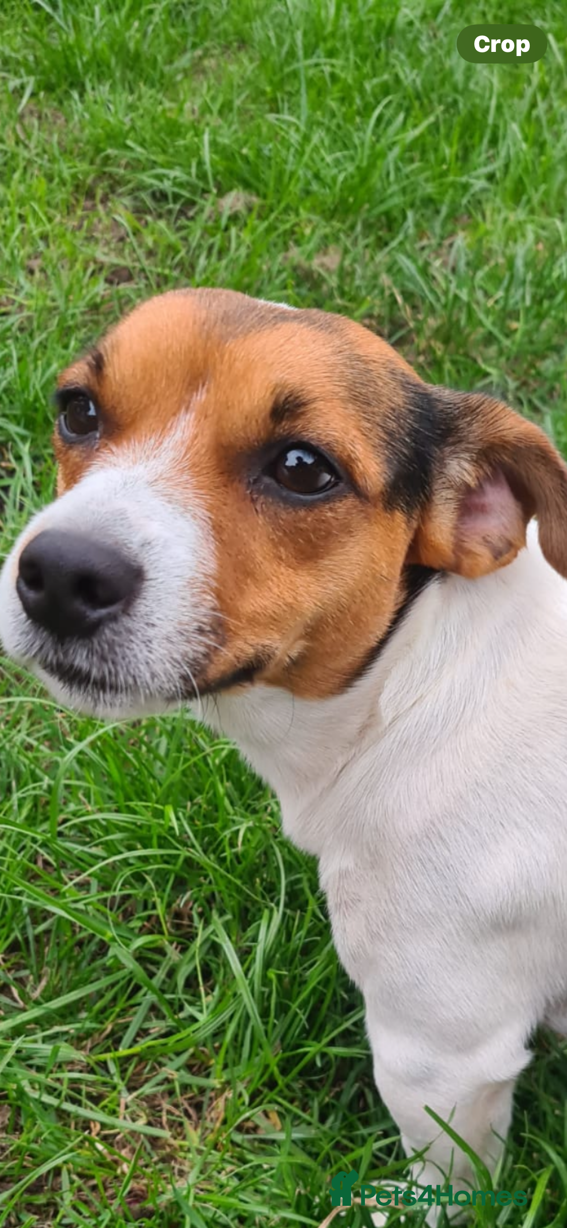 Jack Russell dogs Proven Short legged true  jack Russell for stud  in Eastleigh - Advert 5