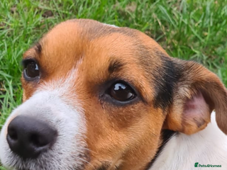 Jack Russell dogs for stud in Eastleigh - Advert 1