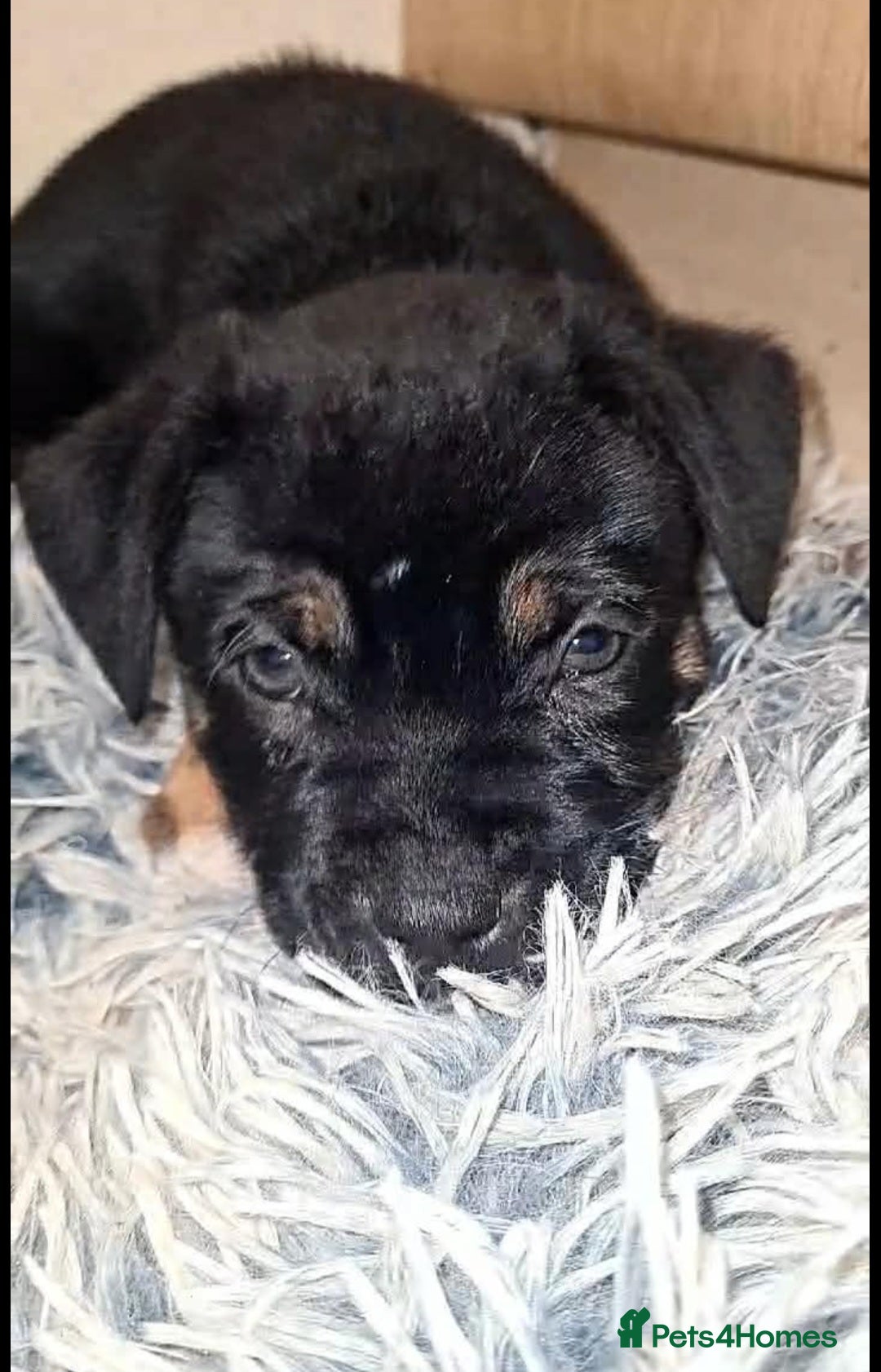 Mixed Breed dogs for sale: Staffy cross pups  - Advert 4