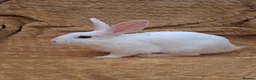 Mixed Breed rabbits for sale: 2 male rabbits looking for a forever loving home in Norwich - Advert 3