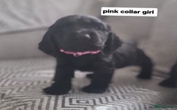 Cocker Spaniel dogs for sale: Show type cocker spaniel puppies  - Image 5