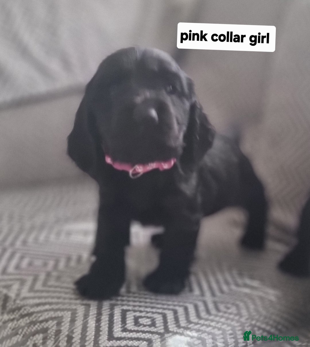 Cocker Spaniel dogs for sale: Show type cocker spaniel puppies  - Image 5