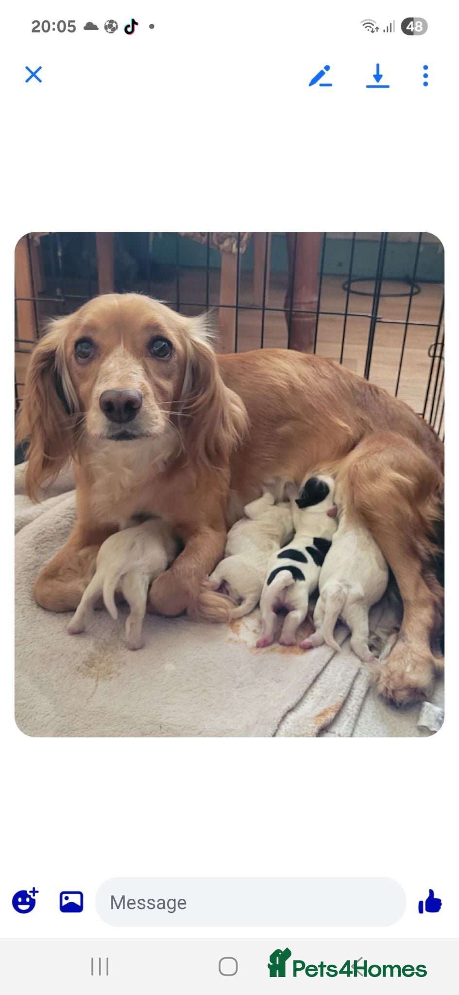Mixed Breed dogs Cockerpoo - Advert 5