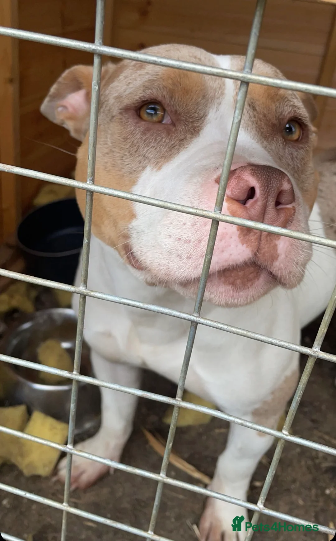 American Bully dogs for sale: female pocket bully for rehoming - Advert 3