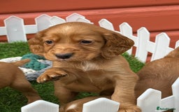 Cocker Spaniel dogs for sale: Gorgeous KC Working Cocker Spaniels- Health Tested - Image 3