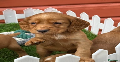 Cocker Spaniel dogs - Advert 11