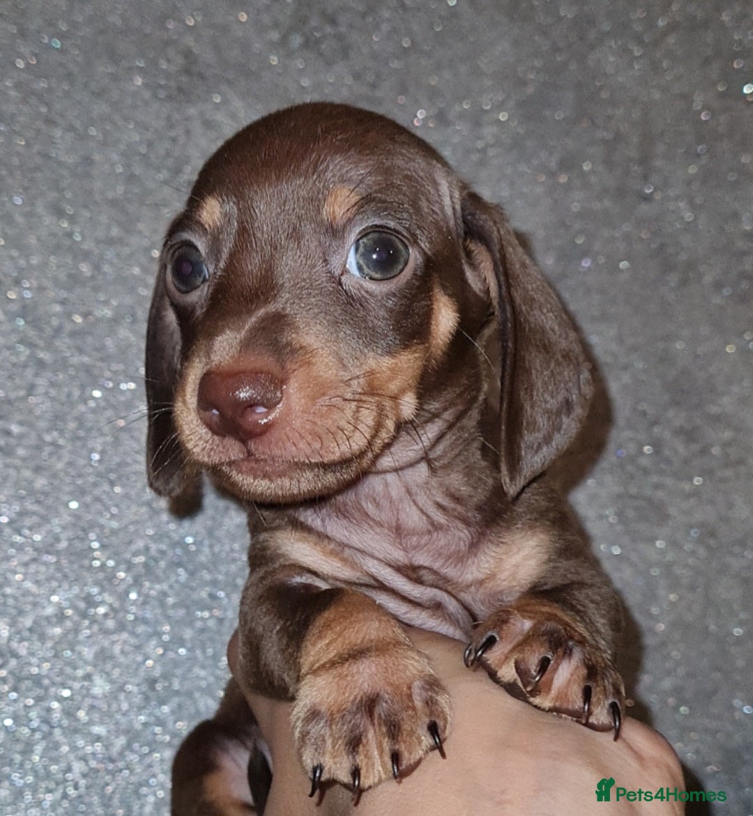 Miniature Dachshund dogs for sale: 💜Extra miniature chocholate dapple daschunds💜  - Image 5