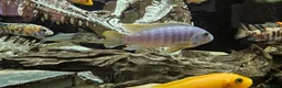 Cichlids fish for sale: Assorted cichlids and sizes - Advert 3
