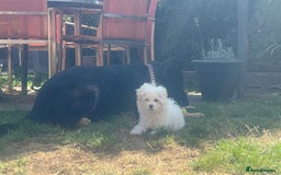 Chipoo dogs for sale: REDUCED F1 Chipoo Female Puppy - Image 3