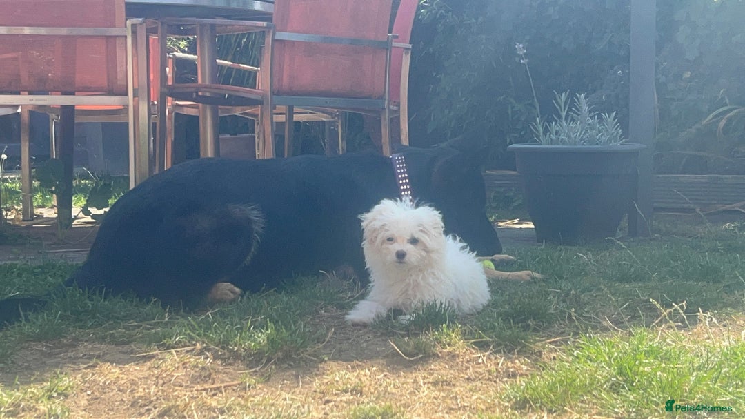 Chipoo dogs for sale: REDUCED F1 Chipoo Female Puppy - Image 3