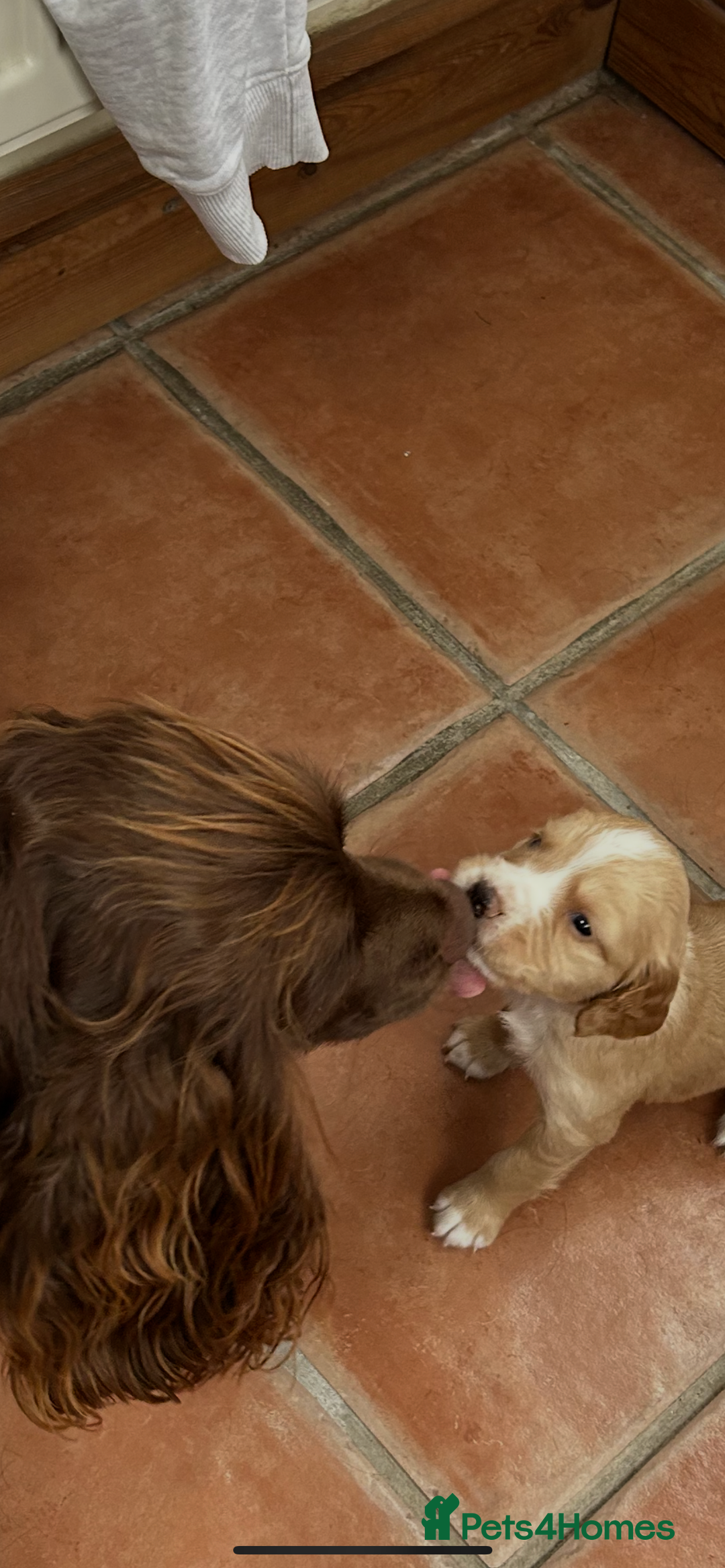 Sprocker dogs for sale:  Sprocker Spaniel READY TO LEAVE!!! 🐶 Only 1 left - Image 21