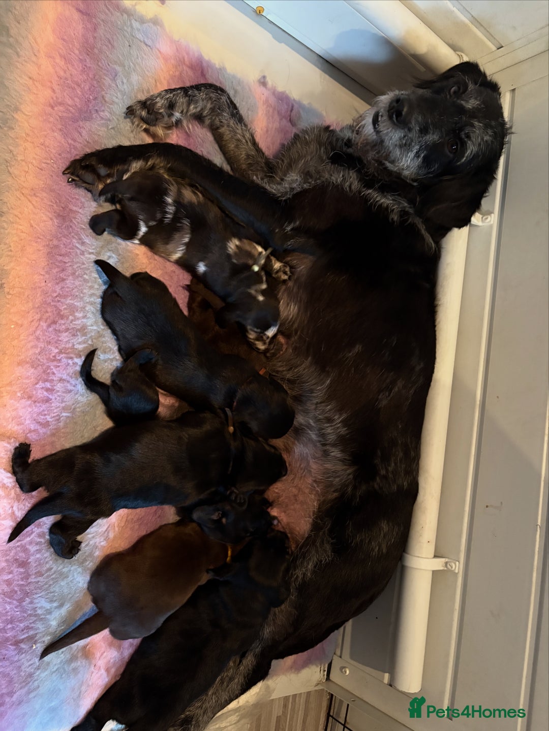 Mixed Breed dogs for sale: Labradoodle x mini dashound pups F1 - Image 1