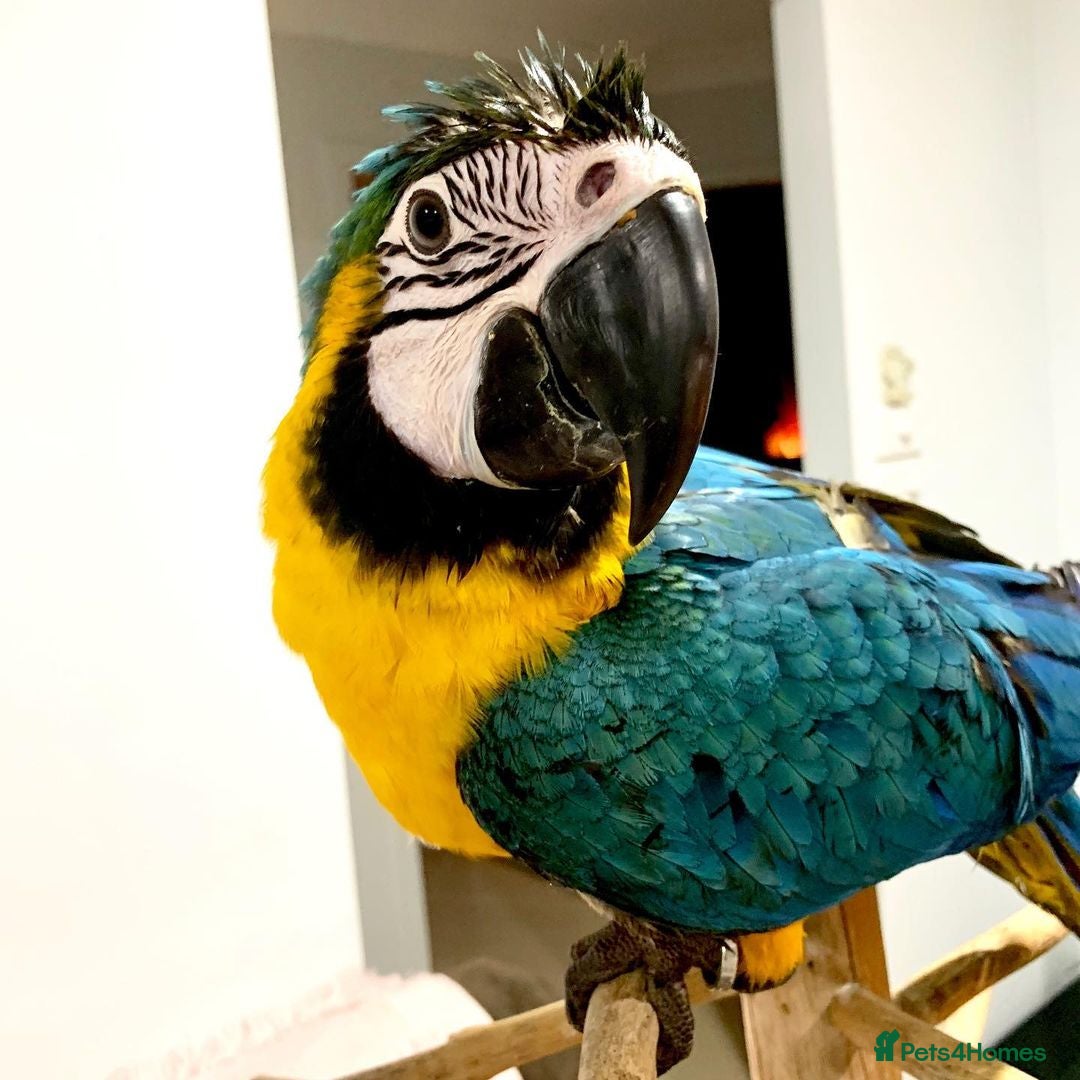 Macaws birds for sale: Beautiful Blue and Gold Macaw - Image 2