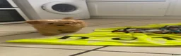 Toy Poodle dogs for sale: Toy poodle puppy  - Advert 8
