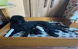 Standard Poodle dogs for sale: Outstanding Standard Poodle Puppies - Image 8