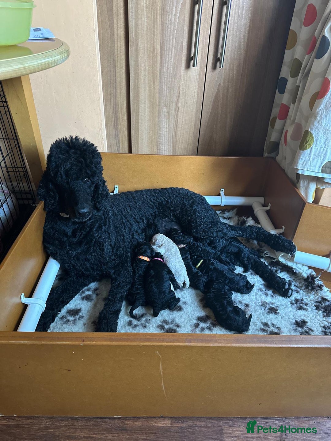 Standard Poodle dogs for sale: Outstanding Standard Poodle Puppies - Image 8