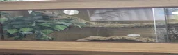 Bearded Dragon reptiles for sale: Male beared dragon plus viv  in South Shields - Advert 3